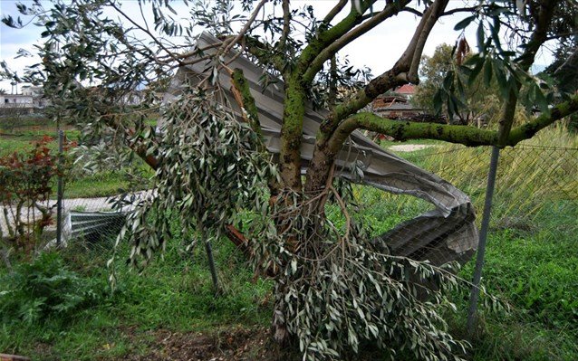 Κέρκυρα: Ανεμοστρόβιλος ξερίζωσε δέντρα & τα πέταξε πάνω σε σπίτια