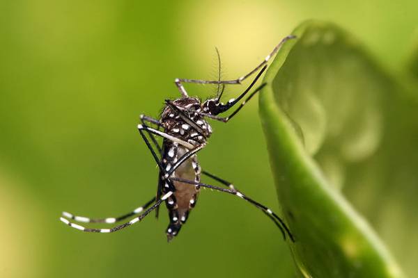 Δημιουργήθηκαν γενετικά τροποποιημένα κουνούπια που σταματούν την εξάπλωση της ελονοσίας