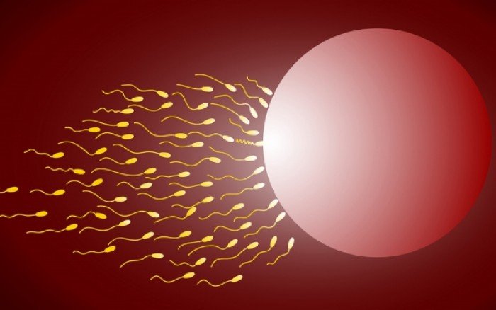 Μάθετε τι είναι το σπερμοδιάγραμμα και πώς επηρεάζει τη γονιμότητα των αντρών