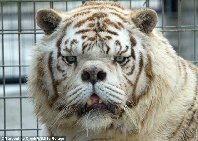 Kenny the white tiger was born with a short snout, broad face and teeth jutting out at separate angles as a result of inbreeding