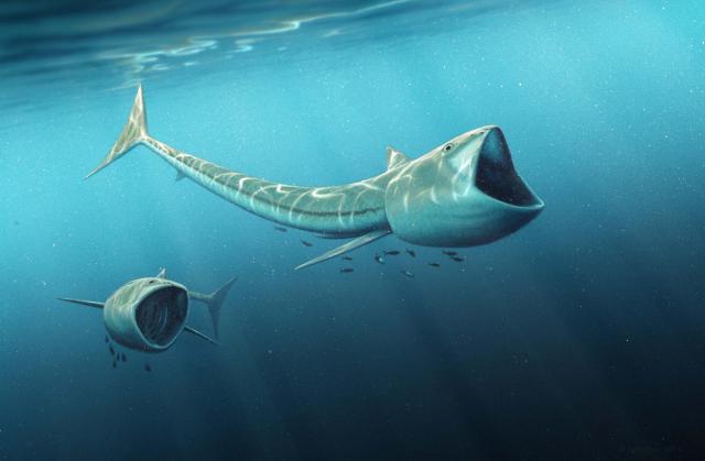 Ψάρι του γένους Rhinconichthys της προκριτιδικής περιόδου ανακαλύφθηκε στο Κολοράντο