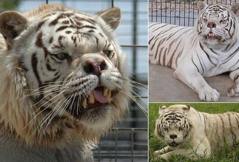 Βγαλμένη από θρίλερ: H ασχημότερη τίγρης του πλανήτη!