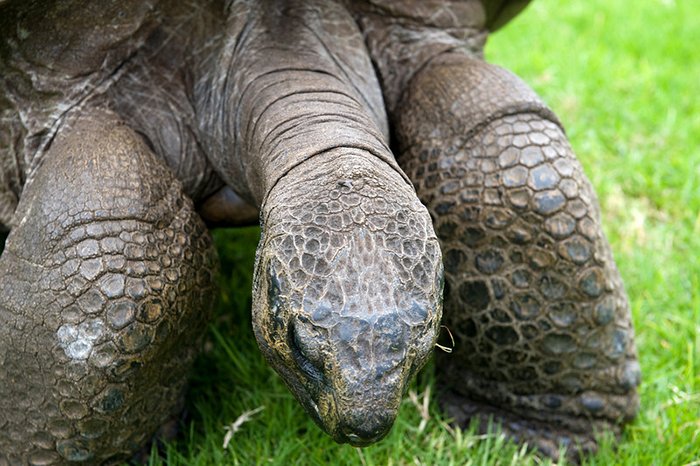 182-year-old-tortoise-jonathan-2