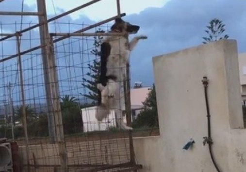 Το βίντεο που έγινε viral: Σκύλος σκαρφαλώνει πανύψηλα κάγκελα για... να βρεθεί κοντά στην αγαπημένη του