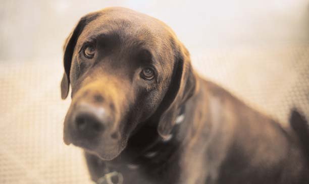 Τέλος τα σκυλιά στο μπαλκόνι: Δείτε τι υπαγορεύει ο νέος νόμος για τα κατοικίδια και ποια είναι τα πρόστιμα