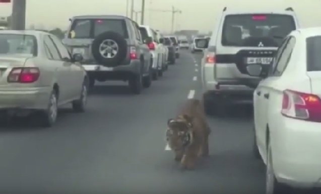 Τίγρης βγήκε… βόλτα σε αυτοκινητόδρομο (βίντεο)