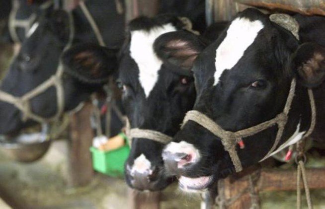 Κρούσμα της νόσου των τρελών αγελάδων στη Γαλλία