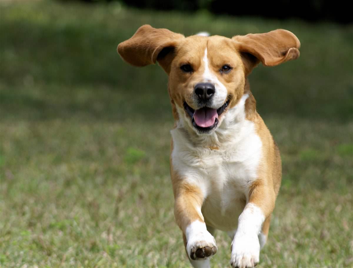 Πέντε πολύ σημαντικά πράγματα που διαισθάνονται οι σκύλοι πριν συμβούν!