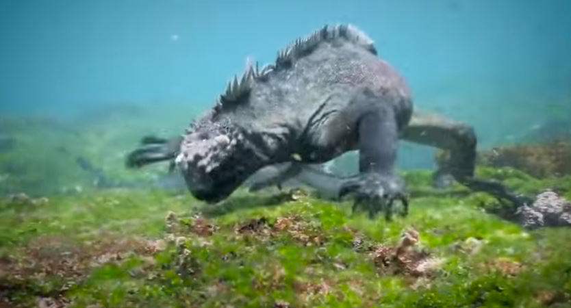 Τεράστιο ιγκουάνα στο βυθό του Ειρηνικού (video)