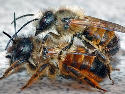Ευεργετικό το τσίμπημα της μέλισσας