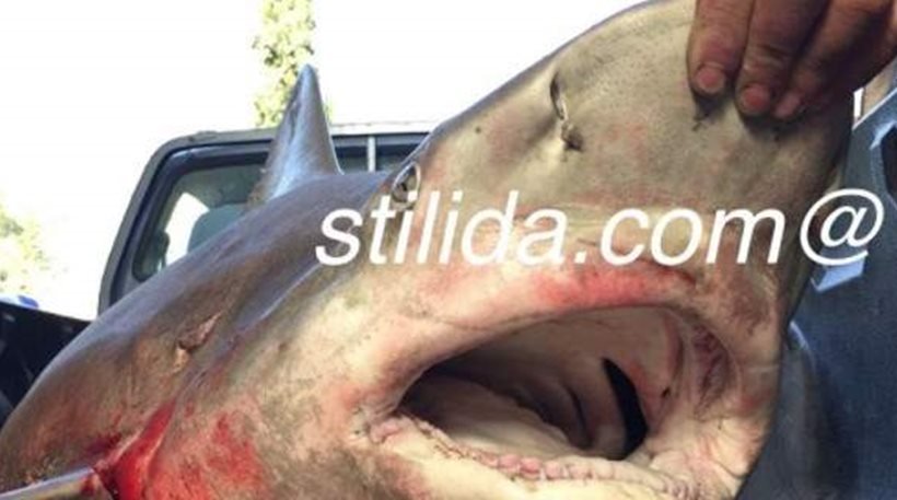 Στυλίδα: Έπιασαν καρχαρία 100 κιλών! (ΦΩΤΟ)