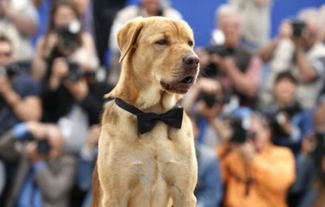 Δείτε τα 10 πιο fail αξεσουάρ για σκύλους - ΦΩΤΟ