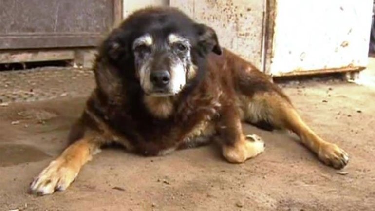 Πέθανε η γηραιότερη σκυλίτσα του κόσμου, ετών 30
