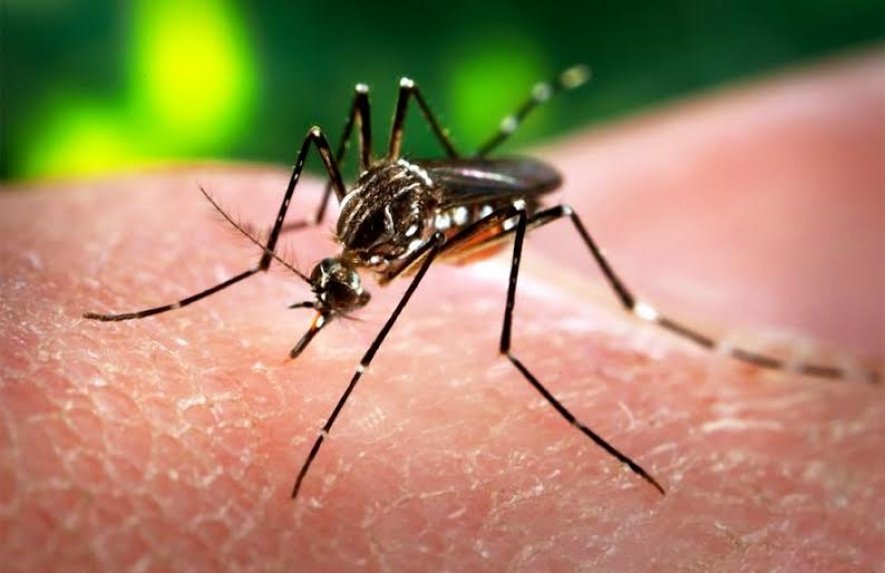 ΗΠΑ: Ο ιός Ζίκα αποτελεί μεγαλύτερη απειλή απ' ό,τι θεωρήθηκε στην αρχή