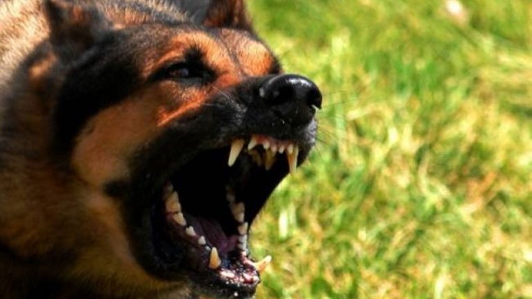 Νέα επίθεση σκύλου σε παιδί στη Κοζάνη