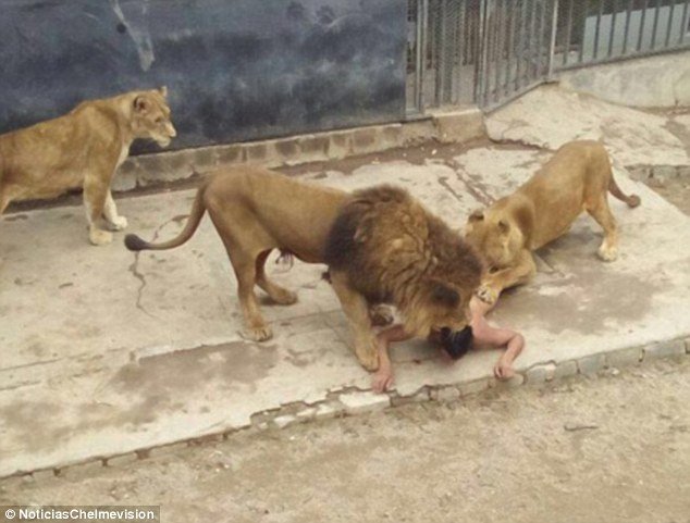 Πήδηξε στο κλουβί με τα λιοντάρια για να τον φάνε! (ΣΚΛΗΡΕΣ ΕΙΚΟΝΕΣ)