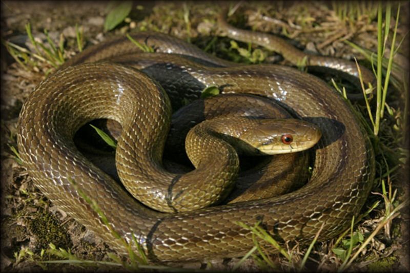 Πανικός: Φίδι βρέθηκε σε βρεφικό σταθμό στην Καλαμάτα