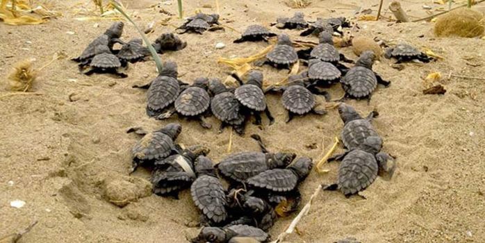 Οι χελώνες καρέτα-καρέτα έχουν πλημμυρίσει το νησί της Ζακύνθου