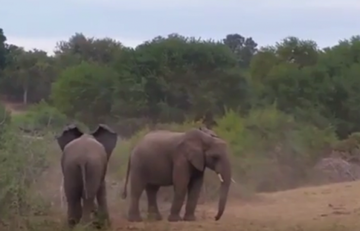 Δείτε την πιο αποτυχημένη προσπάθεια αναπαραγωγής αρσενικού ελέφαντα μέχρι σήμερα - ΒΙΝΤΕΟ