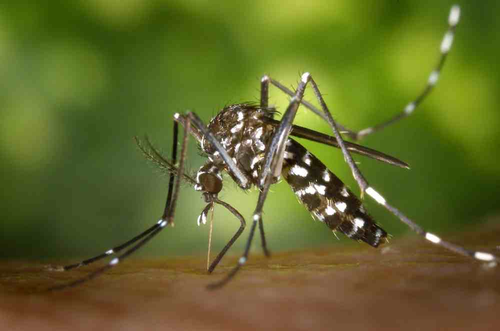 Επτά περίεργοι τρόποι για να διώξετε τα κουνούπια μακριά