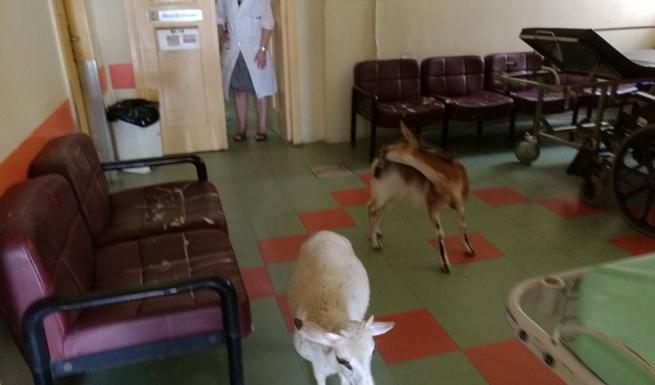 Η απρόσμενη επίσκεψη μιας κατσίκας και ενός προβάτου στο νοσοκομείο Αμαλιάδας λόγω καύσωνα - ΦΩΤΟ