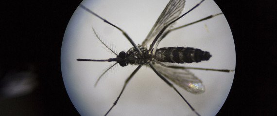 Εντοπίστηκε το πρώτο κρούσμα μικροκεφαλίας που συνδέεται με τον ιό Ζίκα στη Φλόριντα