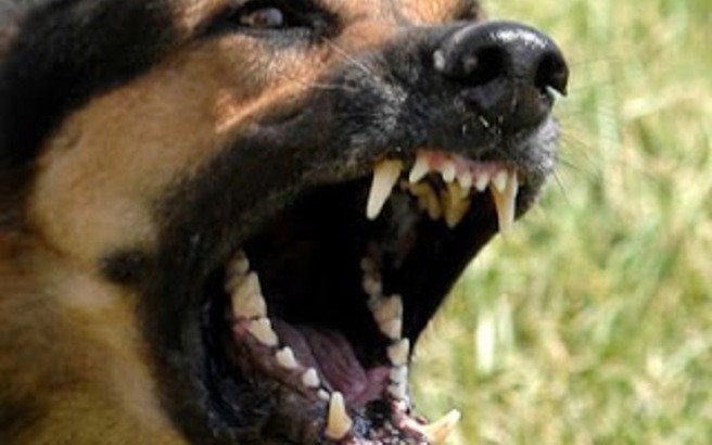Σοκ στην Κομοτονή: Τον κατασπάραξαν τα σκυλιά!