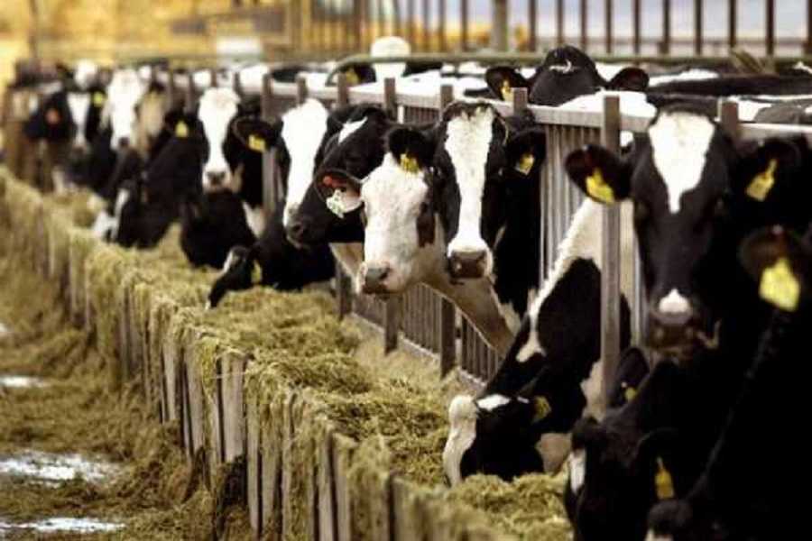 Σοβαρή νόσος έχει στείλει στον θάνατο πάνω από 30 βοοειδή