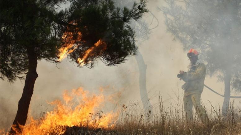 Μεγάλη φωτιά στην Φθιώτιδα - Πυρ σε ελαιόδεντρα και θάμνους