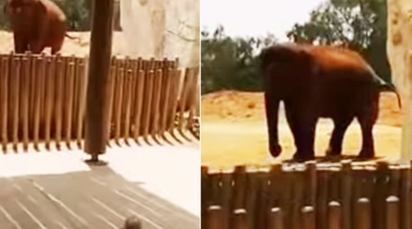 Τραγικός θάνατος επτάχρονης σε ζωολογικό κήπο – Ελέφαντας της πέταξε πέτρα & της έσπασε το κεφάλι (βίντεο)