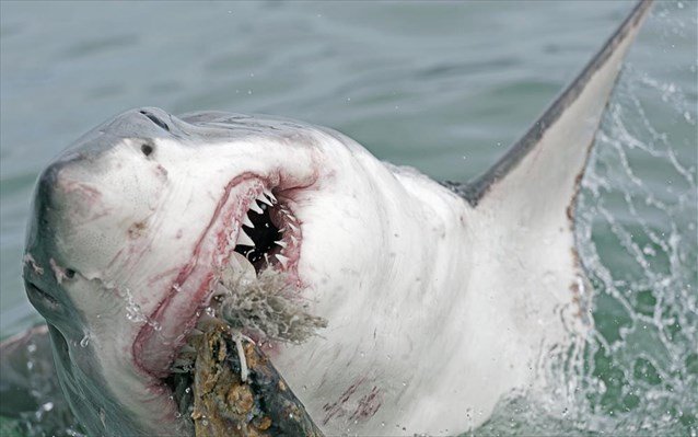 Για πρώτη φορά! Επιστήμονες καταγράφουν λευκό καρχαρία να κοιμάται