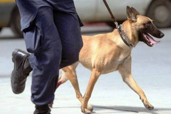 ΥΠΟΙΚ: Σκύλοι στο κυνήγι των μετρητών που «κάνουν φτερά» από τη χώρα