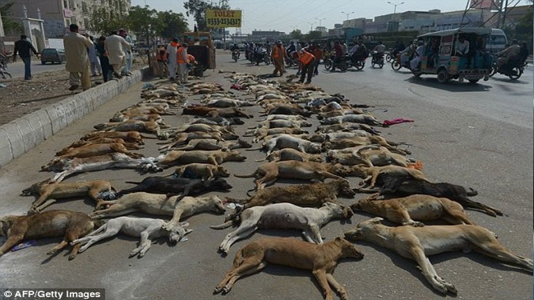 Πακιστάν: Εκατοντάδες αδέσποτα σκυλιά δηλητηρίασαν οι αρχές στο Καράτσι