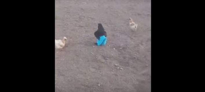Viral βίντεο: Φόρεσαν παντελόνι σε έναν... κόκορα