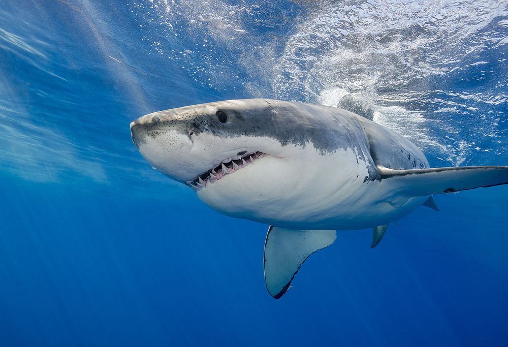 Καρχαρίας βγήκε στα ρηχά της Χαλκίδας! (Video)