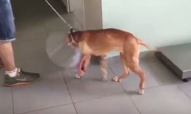 Συγκινητικό! το σκυλάκι που πέταξαν από το μπαλκόνι περπατάει ξανά (Βίντεο)