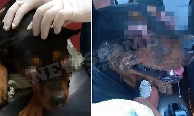 Σκληρές εικόνες: Συμμορία επιτέθηκε σε σκυλάκι και του έβγαλε τα μάτια! (photos)