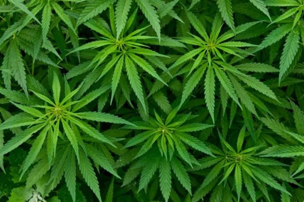 Ηράκλειο: Εντοπισμός φυτειών κάνναβης και συλλήψεις για ναρκωτικά