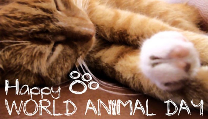 Εκδηλώσεις σε όλη τη χώρα για την Παγκόσμια Ημέρα των Ζώων