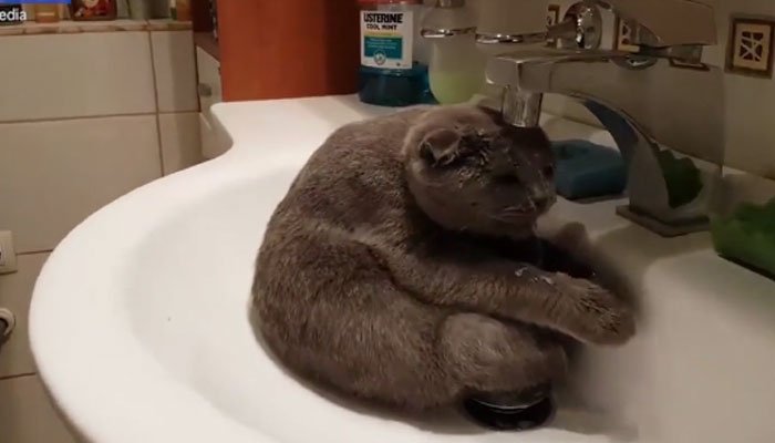 Viral: Γάτα πλένεται μόνη της σε νιπτήρα! (video)