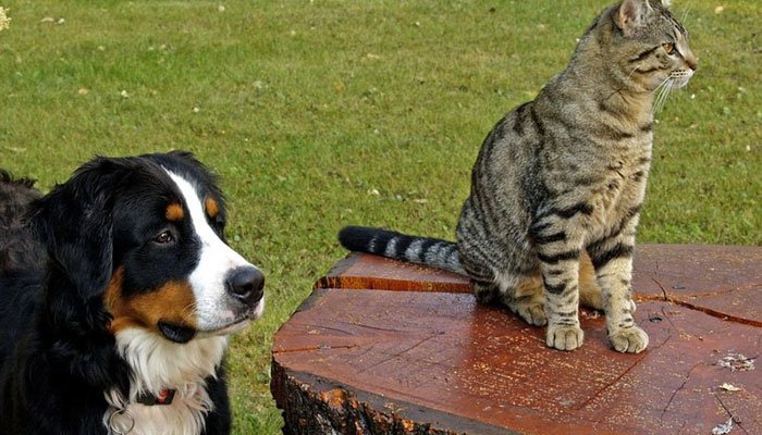 Γιατί οι σκύλοι και οι γάτες «μισούν» ο ένας τον άλλον;