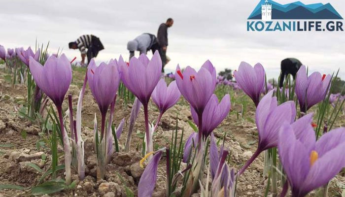 Video: Οδοιπορικό στα χωράφια του κρόκου στην Κοζάνη!
