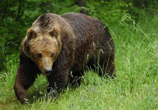 Επίθεση αρκούδας σε κυνηγό στην ορεινή Ξάνθη