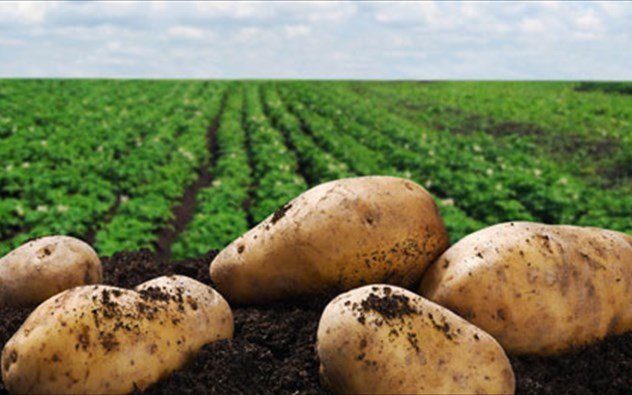 Το ήξερες; Η φλούδα της πατάτας λειτουργεί σαν ασπίδα προστασίας κατά του καρκίνου