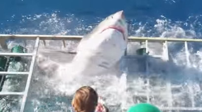 Απίστευτο βίντεο! Δύτης εγκλωβίζεται στο κλουβί μαζί με έναν τεράστιο καρχαρία
