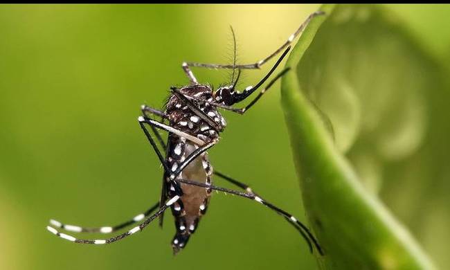 Εκατομμύρια κουνούπια θα απελευθερωθούν για να κάνουν σεξ και να σκοτώσουν τα ξαδέλφια τους