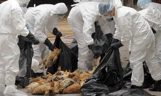 Συναγερμός - Σουηδία: Εντοπίστηκε εστία γρίπης των πτηνών - Θα σφαγιαστούν 200.000 κοτόπουλα