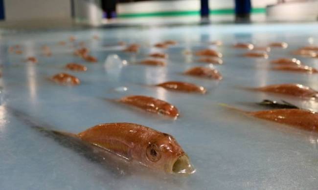 Σάλος στην Ιαπωνία από το παγοδρόμιο με τα χιλιάδες νεκρά ψάρια (εικόνες&video)