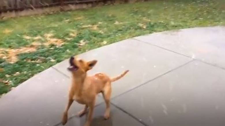 VIRAL: Σκύλος βλέπει για πρώτη φορά χιόνι και η αντίδραση του είναι επική!
