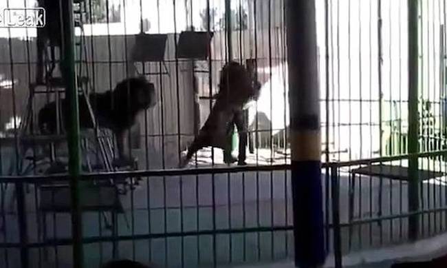 Video-σοκ: Λιοντάρι κατασπαράζει τον εκπαιδευτή του μέσα στο κλουβί